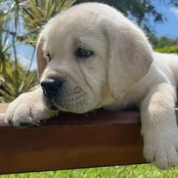 Labrador Retrievers from TakeMeHome Retrievers