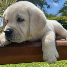 Labrador Retrievers from TakeMeHome Retrievers