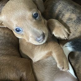 Dachshund Puppies from Bella’s Puppies