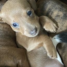 Dachshund Puppies from Bella’s Puppies