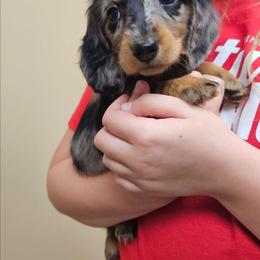 Black and tan dapple longhaired female - Dapple female Dachshund puppy in Belle Rive, Illinois from Akin's Miniature Dachshunds, LLC
