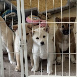 Shiba Inu from Southern Shibas
