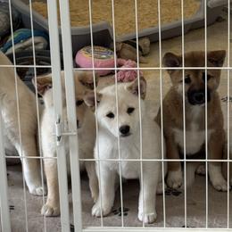 Shiba Inu from Southern Shibas