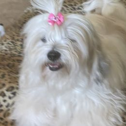 Lexi - Lhasa Apso