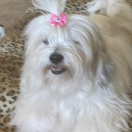 Lexi - Lhasa Apso