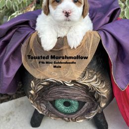 Bernedoodle, Cavapoo, Goldendoodle, and Poodle Puppies from Gypsi Doodles & Poodles