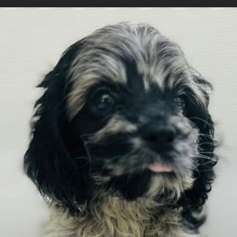 Cockapoo and Goldendoodle Puppies from Bright and Beautiful Cockapoos and Doodles