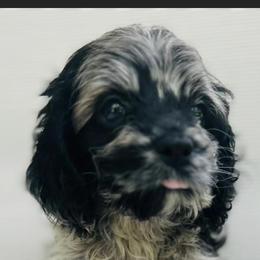 Cockapoo and Goldendoodle Puppies from Bright and Beautiful Cockapoos and Doodles
