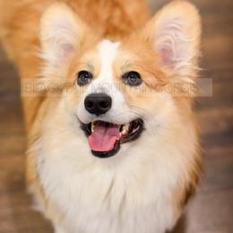 Summer - Pembroke Welsh Corgi
