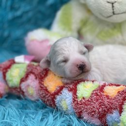Bichon Frise Puppies from Cambeas Puppies