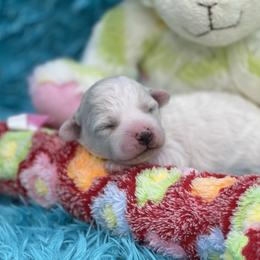 Bichon Frise Puppies from Cambeas Puppies