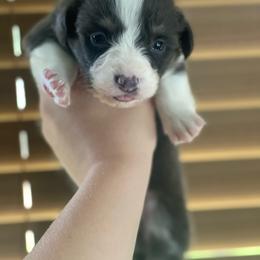 Boy 4 - Blue male Pembroke Welsh Corgi puppy in Hueytown, Alabama from AAA Corgis