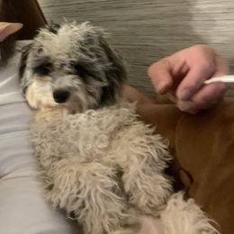 Cavapoo All Grown Up from Enchantment Cavapoo & Pugapoo Puppies