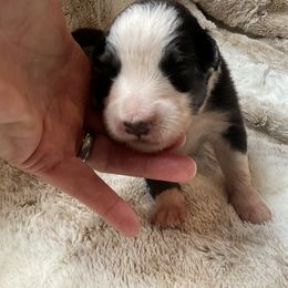 Mark - Black tri-color male Australian Shepherd puppy in Bethany, Connecticut from Wynter Thyme Manor Australian shepherds