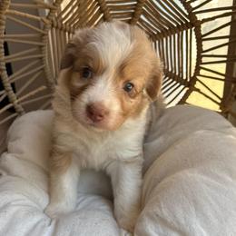 Sadie - Red merle female Australian Shepherd puppy in Grants Pass, Oregon from Carmel Mountain Aussies