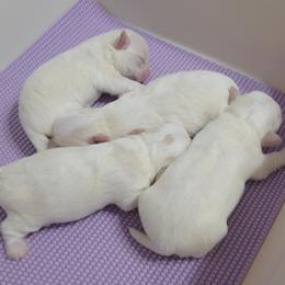Picture of the whole litter - White male Maltese puppy in Palatka, Florida from Boshi Maltese