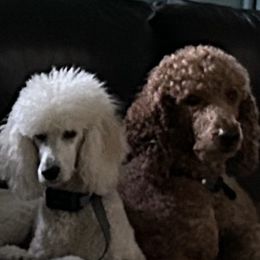 Poodle puppies from Poodle Majesty