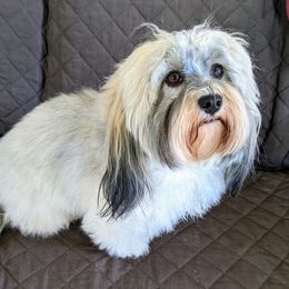 Hannah - Havanese