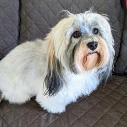 Hannah - Havanese