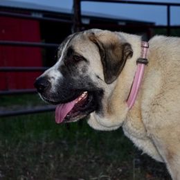Spanish Mastiffs from Rancho 2R LLC