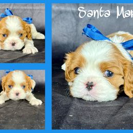 Santa Maria - Blenheim male Cavalier King Charles Spaniel puppy in De Pere, Wisconsin from Rose Garden Kennels
