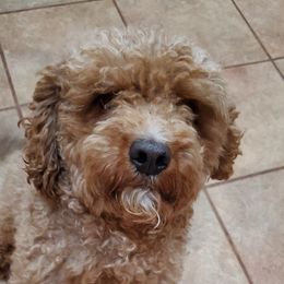 Creed - Cavapoo