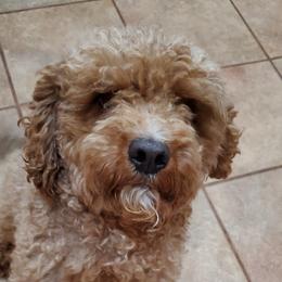 Creed - Cavapoo