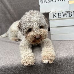 Phoebe - Lagotto Romagnolo