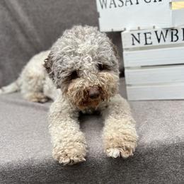 Phoebe - Lagotto Romagnolo