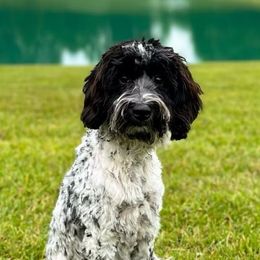 Pappi - Australian Labradoodle