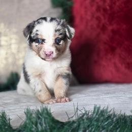 Billie Rae - Blue merle female Miniature Australian Shepherd puppy in Killen, Alabama from Wilkers Wholehearted Mini Aussies