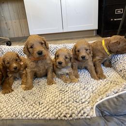Maple Girl 6 - Apricot female Goldendoodle puppy in Sugarcreek, Ohio from True Hearted Doodles
