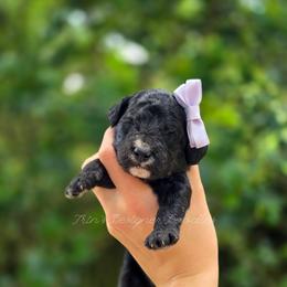 Zora - Black tri-color female Aussiedoodle puppy in Centreville, Mississippi from Trin's Designer Doodles