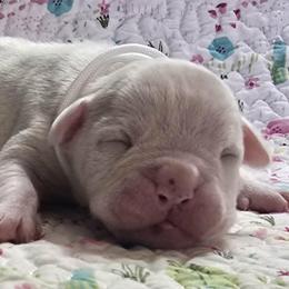 Almond Joy - White female American Bulldog puppy in Three Rivers, Michigan from Jemms Kennels