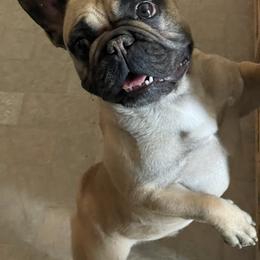 Treasure - Bulldog