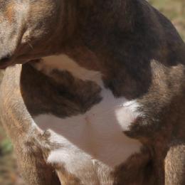 American Bullies from Sunset Acre Bullies