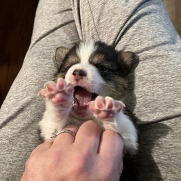 Pembroke Welsh Corgi Puppies from C2Corgis