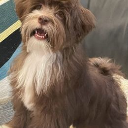 Havanese All Grown Up from HavtaHavRhavanese