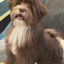 Havanese All Grown Up from HavtaHavRhavanese