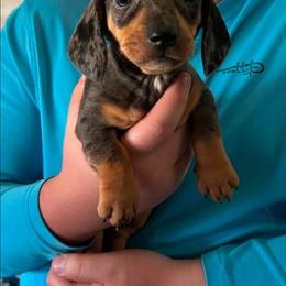 Dachshund puppies from Small Batch Doxies