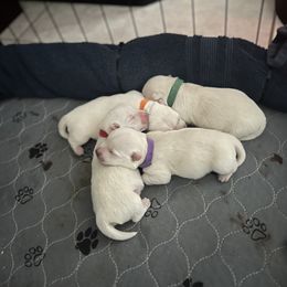 West Highland White Terrier puppies from CC Leslie’s Westie’s