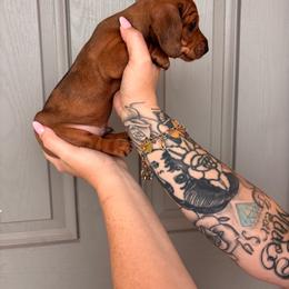 Neagan - Dapple male Dachshund puppy in Converse, Texas from JP's South Texas Dachshunds