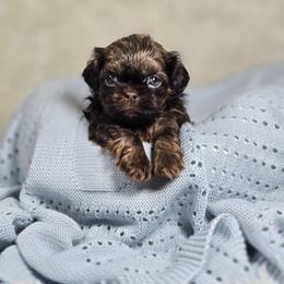 Boondock - Chocolate male Shih Tzu puppy in Hialeah, Florida from Jolie glz