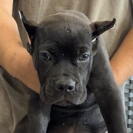 Purple Collar Girl - AKC and ICCF - Callie x Lawman - Black female Cane Corso puppy in Gorman, Texas from McOmber Country Kennels