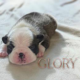 Glory - Red female Boston Terrier puppy in Lead Hill, Arkansas from Bull Shoals Bostons