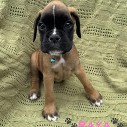 Raya - Fawn female Boxer puppy in Cicero, New York from MK Boxer Haven of CNY