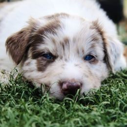 Australian Shepherd Puppies from Tru Blu Aussies