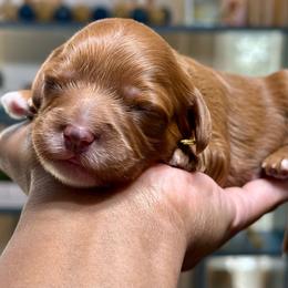 Yellow Collar Male - Red male Cavapoo puppy in Palm Beach County, Florida from Benji’s Cockapoos