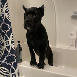 Cane Corso Puppies from Bayou Cane Corso