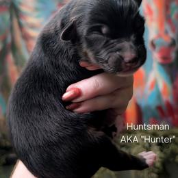 Huntsman - Black tri-color male Australian Shepherd puppy in Georgetown, Texas from River Reign Australian Shepherds
